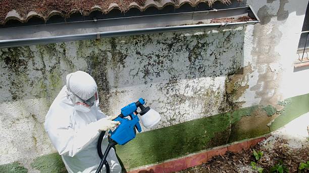Trusted Mold Remediation service in Kenly, NC - Cheap Mold Removal
